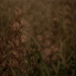 Woodland Bronze Orchid botanical wallpaper in warm bronze tones by Shirene Briell